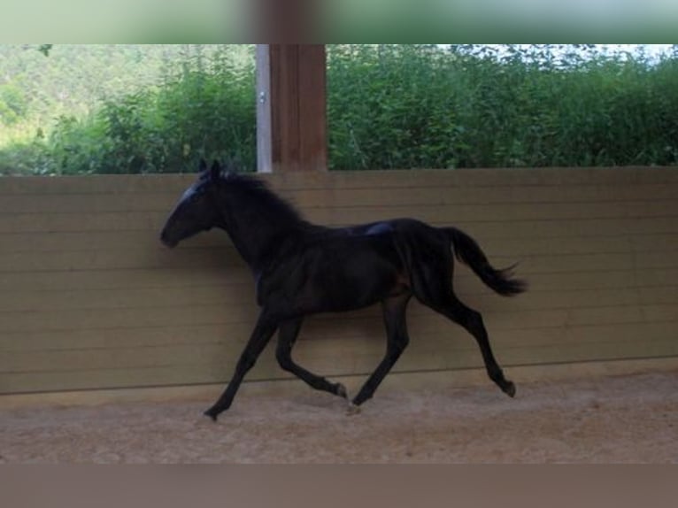 Kabardin Stallion 1 year 15 hh Smoky-Black in Zenting