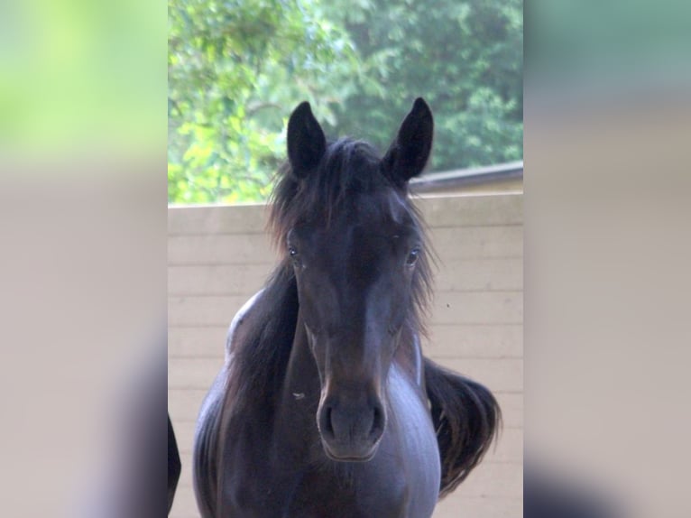 Kabardin Stallion 1 year 15 hh Smoky-Black in Zenting