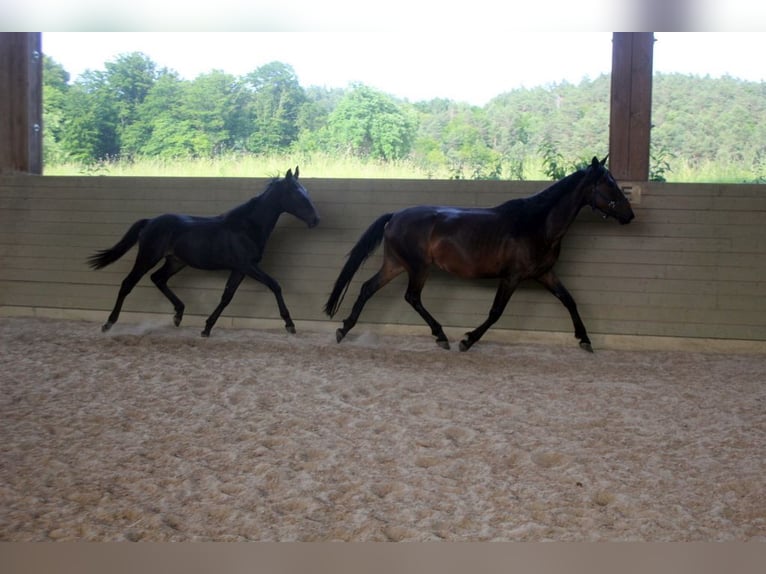 Kabardin Stallion 1 year 15 hh Smoky-Black in Zenting