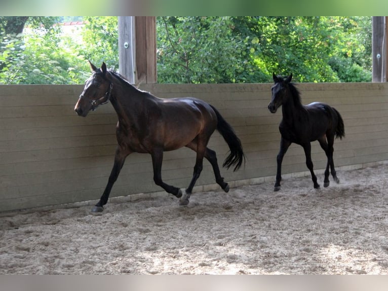 Kabardin Stallion 1 year 15 hh Smoky-Black in Zenting