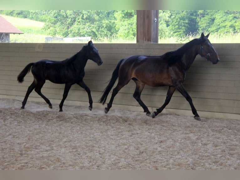 Kabardin Stallion 1 year 15 hh Smoky-Black in Zenting