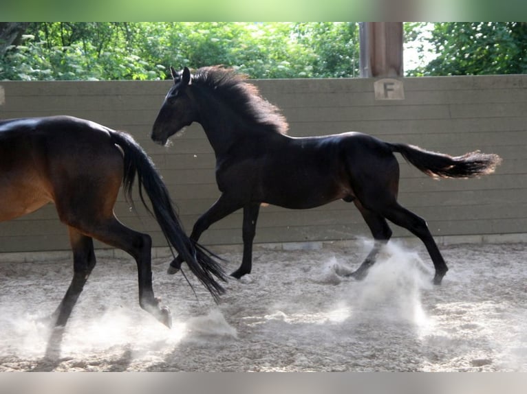 Kabardin Stallion 1 year 15 hh Smoky-Black in Zenting