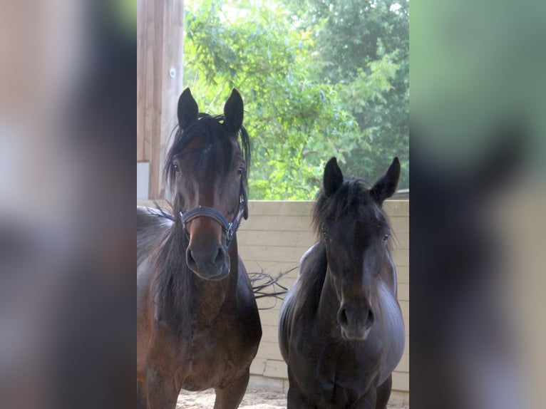 Kabardin Stallion 1 year 15 hh Smoky-Black in Zenting