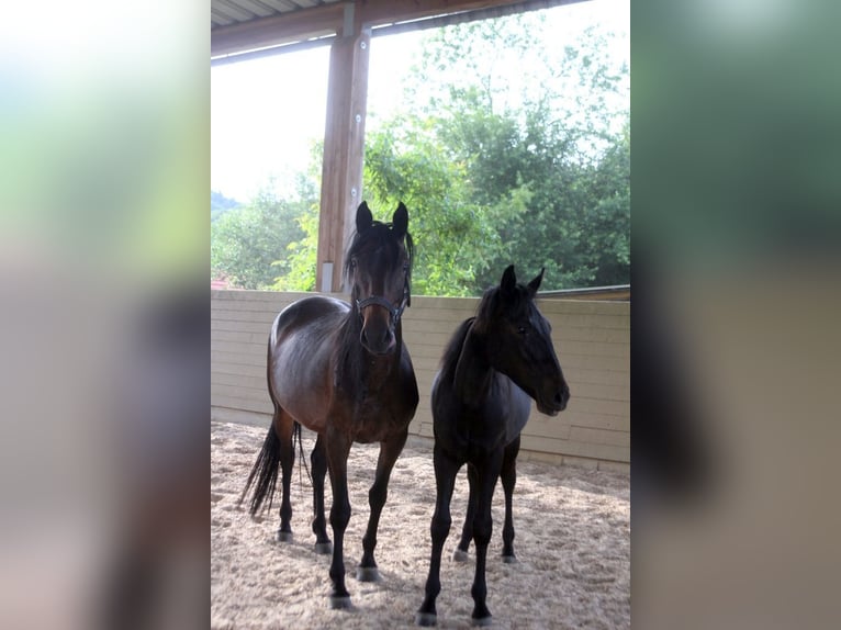 Kabardiner Hengst 1 Jaar 154 cm Zwartbruin in Zenting