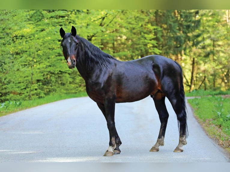 Kabardiner Hengst 1 Jahr 154 cm Schwarzbrauner in Zenting