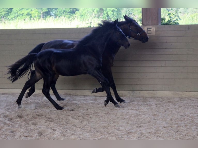 Kabardiner Hengst 1 Jahr 154 cm Schwarzbrauner in Zenting