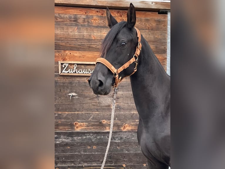 Kabardiner Merrie 13 Jaar 153 cm Zwart in Drackenstein