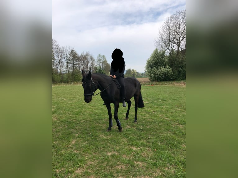 Kabardiner Merrie 19 Jaar 160 cm Zwartbruin in Volkertshausen