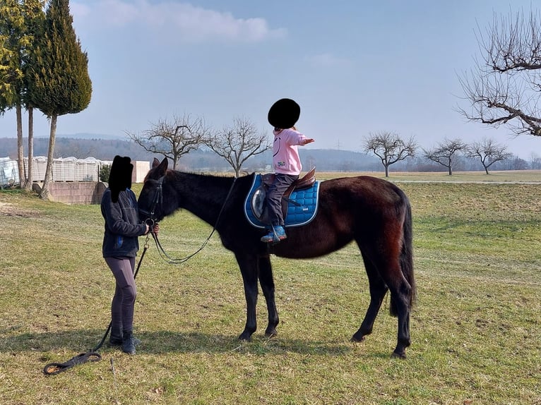 Kabardiner Merrie 19 Jaar 160 cm Zwartbruin in Volkertshausen