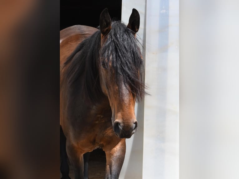 Kabardiner Merrie 6 Jaar 151 cm Zwartbruin in Finsing