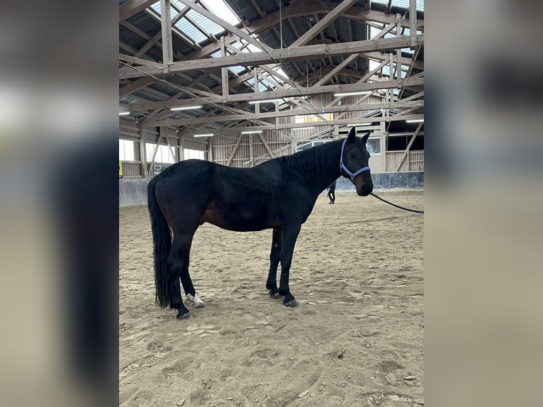 Kabardiner Ruin 13 Jaar 160 cm Donkerbruin in Haldenwang