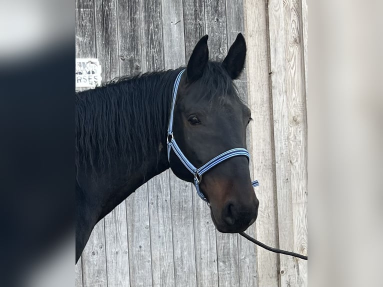 Kabardiner Ruin 13 Jaar 160 cm Donkerbruin in Haldenwang
