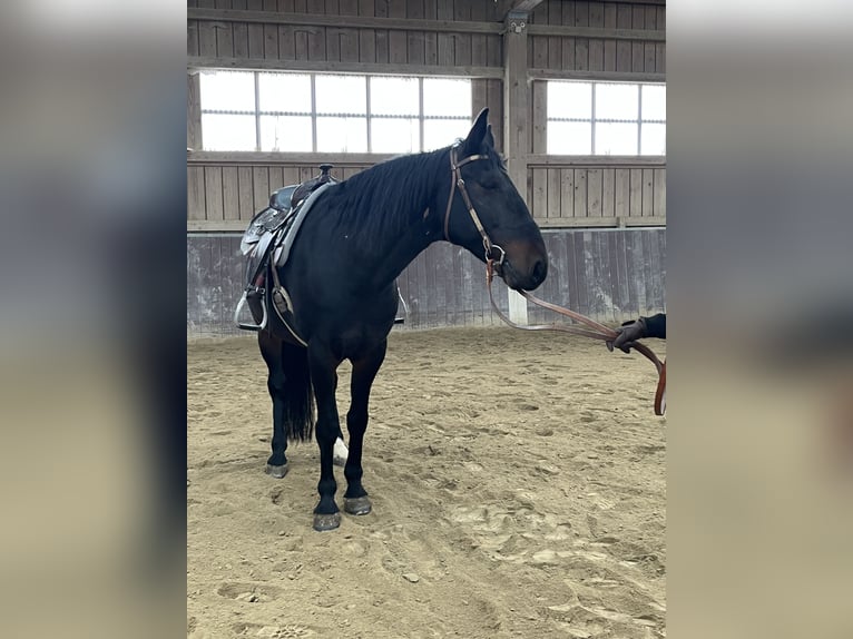 Kabardiner Ruin 13 Jaar 160 cm Donkerbruin in Haldenwang