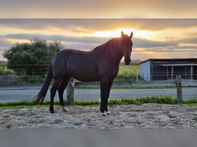 Kabardiner Ruin 17 Jaar 153 cm Zwartbruin in Lütjenholm