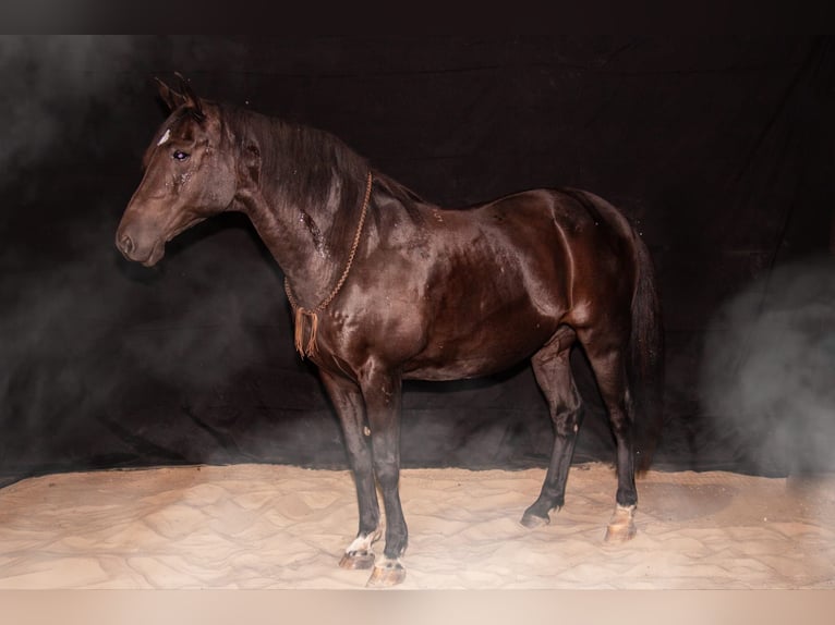 Kabardiner Ruin 17 Jaar 153 cm Zwartbruin in Lütjenholm