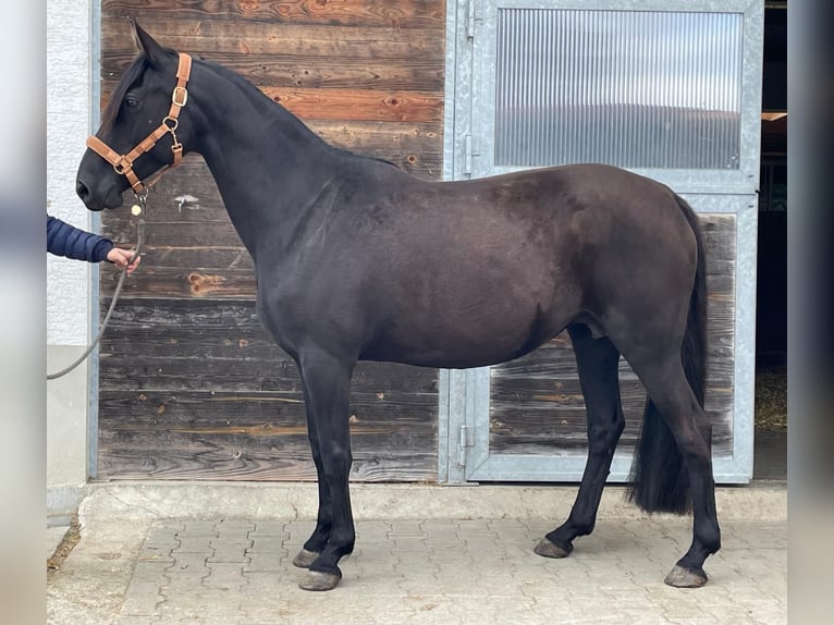 Kabardiner Stute 13 Jahre 156 cm Rappe in Drackenstein