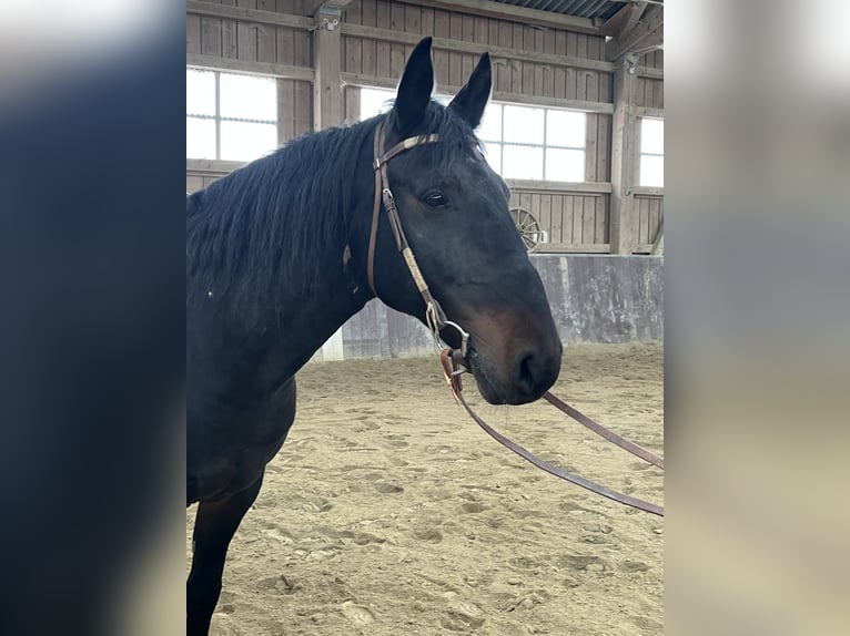 Kabardiner Wallach 13 Jahre 160 cm Dunkelbrauner in Haldenwang