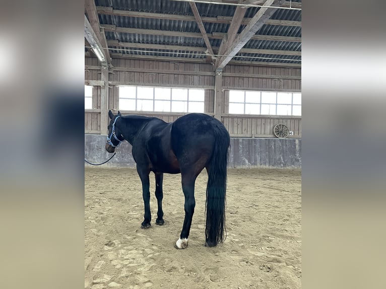 Kabardiner Wallach 13 Jahre 160 cm Dunkelbrauner in Haldenwang