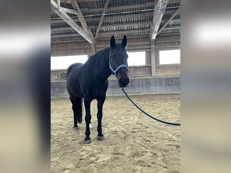 Kabardiner Wallach 13 Jahre 160 cm Dunkelbrauner in Haldenwang