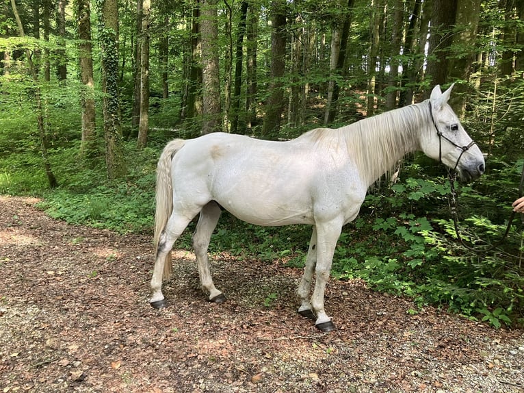 Kabardiner Wallach 17 Jahre 149 cm Fliegenschimmel in Anthering