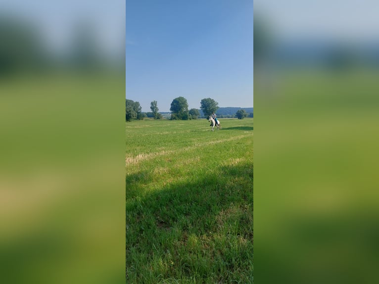 Kabardiner Wallach 17 Jahre 150 cm Fliegenschimmel in Anthering