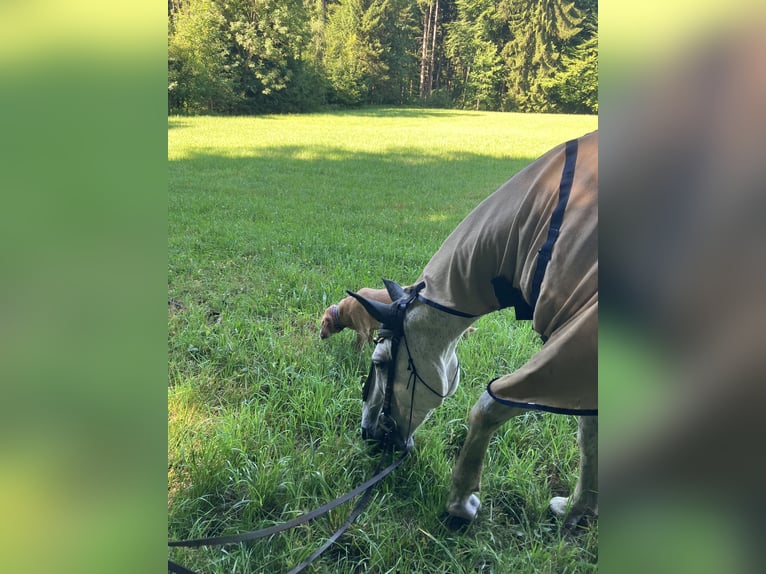 Kabardiner Wallach 17 Jahre 150 cm Fliegenschimmel in Anthering