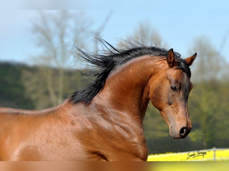 KAMERTON (ELITE) Arabian horses Stallion Brown in Gemünden (Felda)
