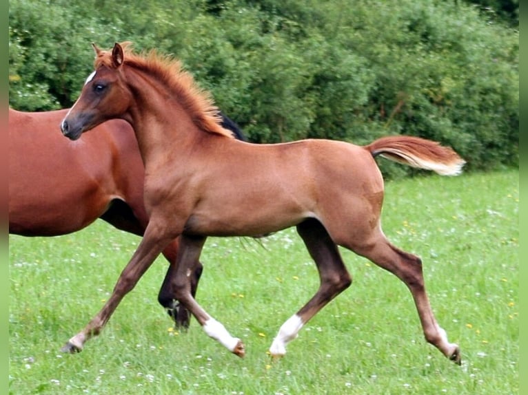 KAMERTON (ELITE) Koń czystej krwi arabskiej Ogier Gniada in Gemünden (Felda)