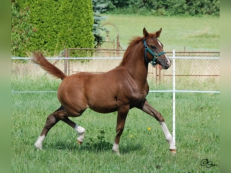 KAMERTON (ELITE) Koń czystej krwi arabskiej Ogier Gniada in Gemünden (Felda)