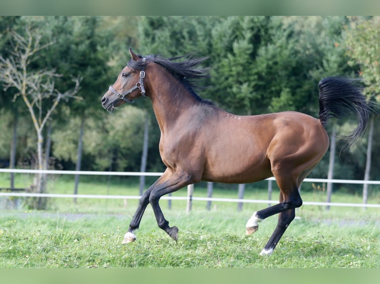 KAMERTON (ELITE) Volbloed Arabier Hengst Bruin in Gemünden (Felda)