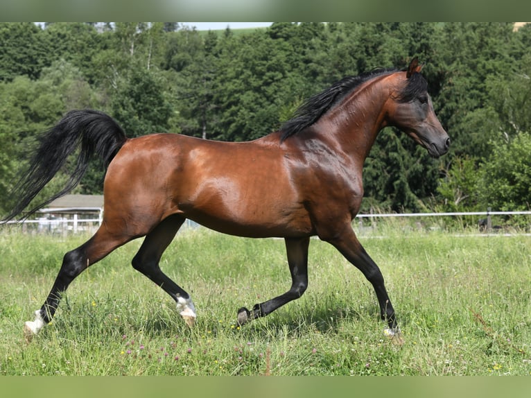 KAMERTON (ELITE) Volbloed Arabier Hengst Bruin in Gemünden (Felda)