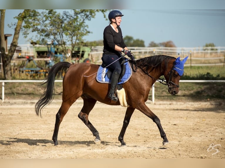 KAMERTON (ELITE) Arabian horses Stallion Brown in Gem&#xFC;nden (Felda)