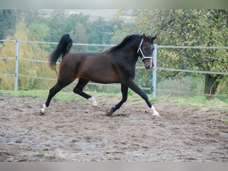 KAMERTON (ELITE) Purosangue arabo Stallone Baio in Gemünden (Felda)