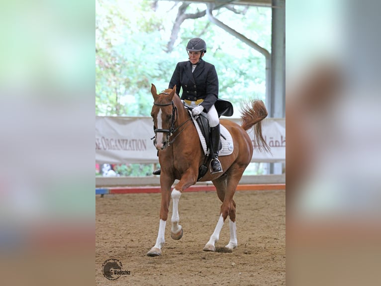 KAMERTON (ELITE) Purosangue arabo Stallone Baio in Gemünden (Felda)