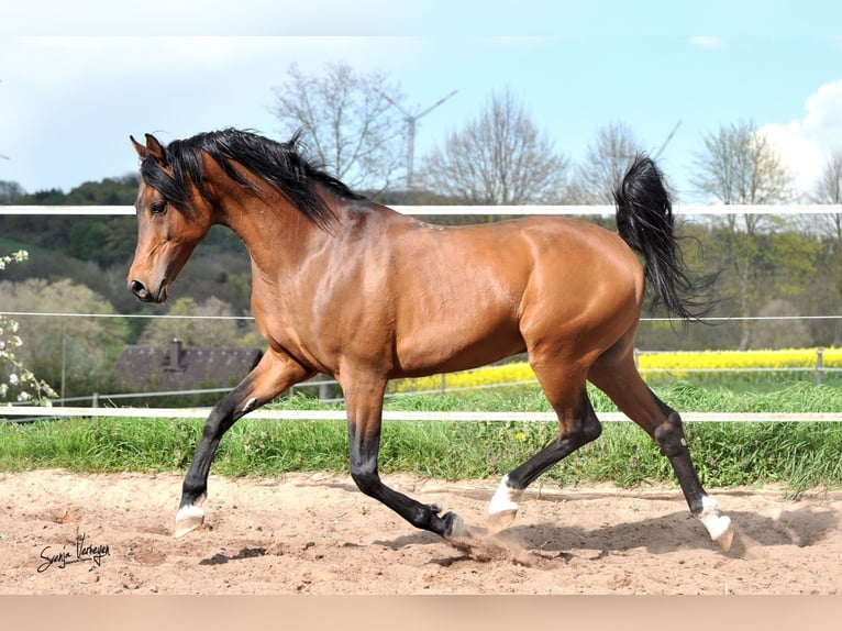 KAMERTON (ELITE) Purosangue arabo Stallone in Gem&#xFC;nden (Felda)