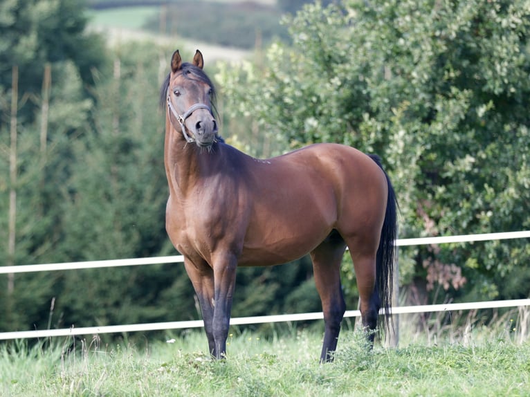 KAMERTON (ELITE) Purosangue arabo Stallone in Gem&#xFC;nden (Felda)