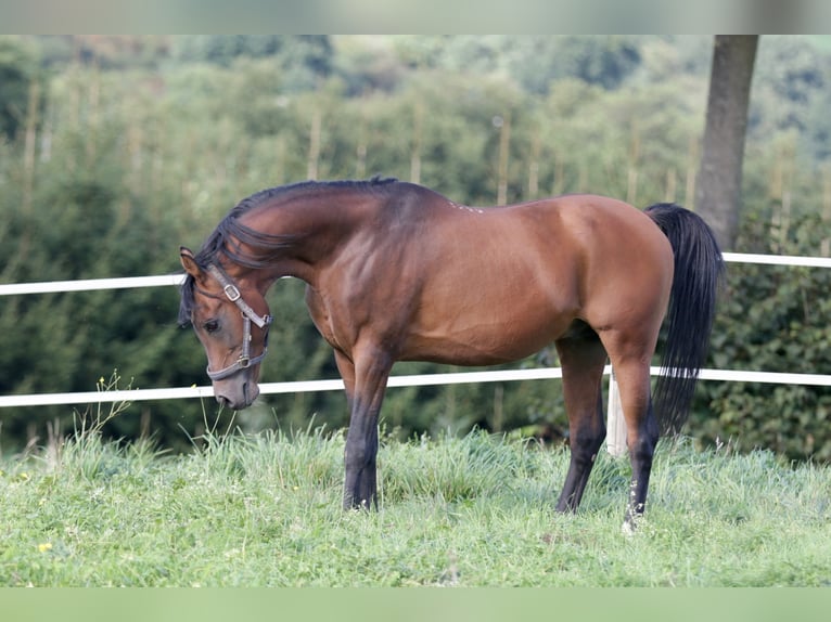 KAMERTON (ELITE) Purosangue arabo Stallone in Gem&#xFC;nden (Felda)