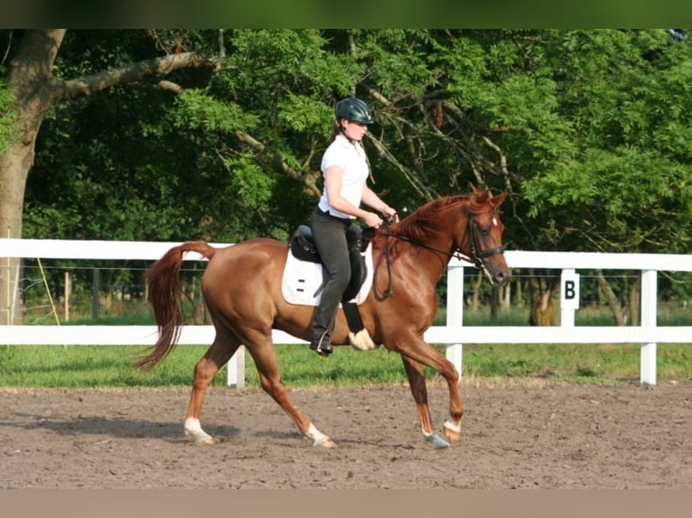 KAMERTON (ELITE) Purosangue arabo Stallone in Gem&#xFC;nden (Felda)
