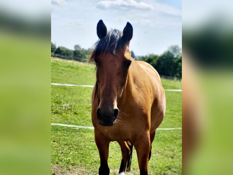 Karabach Merrie 5 Jaar 152 cm Bruin in Thüringen - Dingelstädt