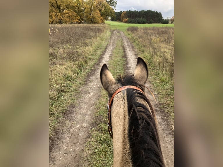 Karabach Mix Ruin 6 Jaar 150 cm Buckskin in Altlandsberg