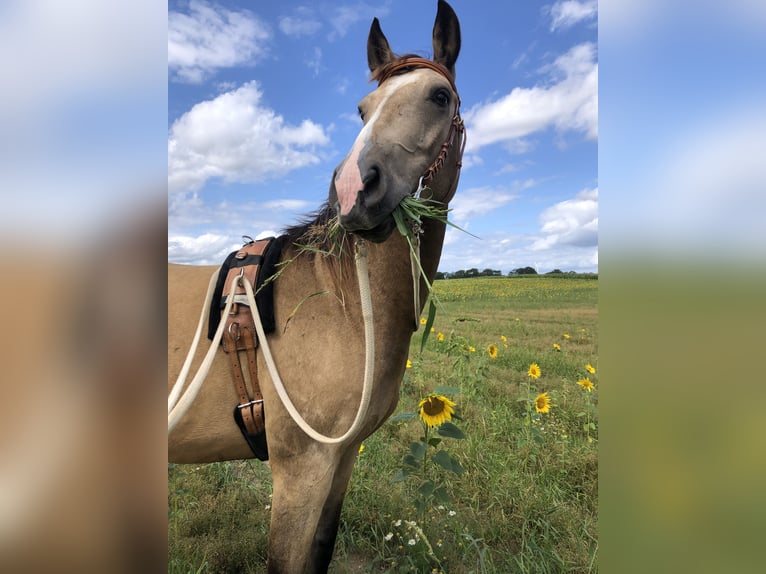 Karabach Mix Ruin 6 Jaar 150 cm Buckskin in Altlandsberg