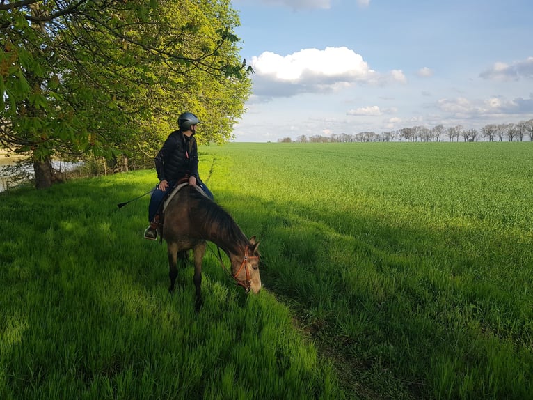 Karabach Mix Ruin 6 Jaar 150 cm Buckskin in Altlandsberg