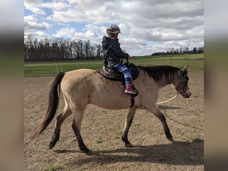 Karabach Mix Ruin 6 Jaar 150 cm Buckskin in Altlandsberg