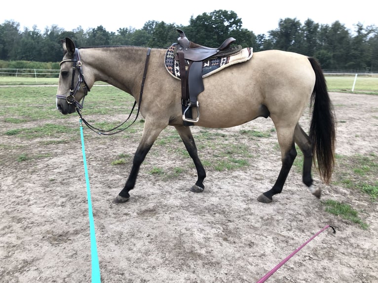 Karabach Mix Ruin 6 Jaar 150 cm Buckskin in Altlandsberg