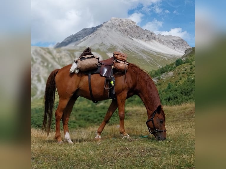 Karabagh Wallach 9 Jahre 150 cm Fuchs in Heuweiler