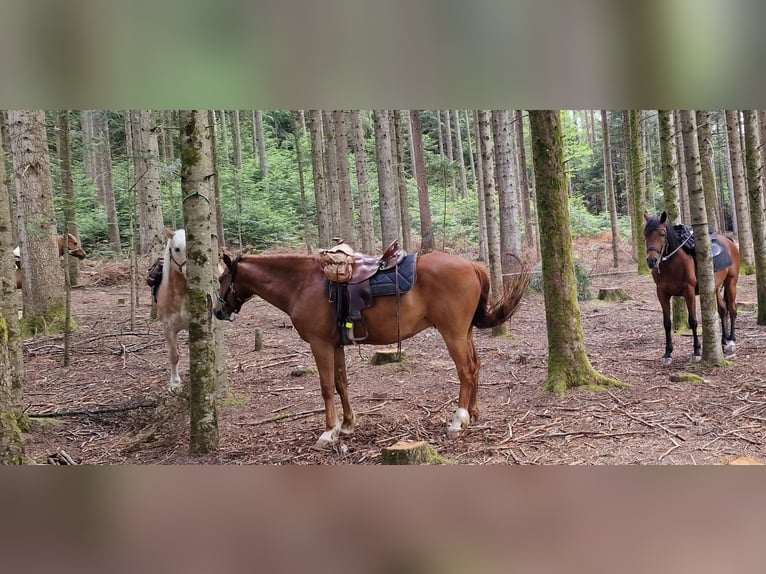 Karabagh Wallach 9 Jahre 150 cm Fuchs in Heuweiler