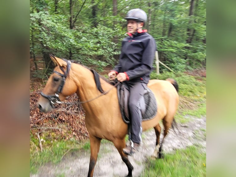 Karabaghhäst Sto 5 år 151 cm Brun in Dingelstädt
