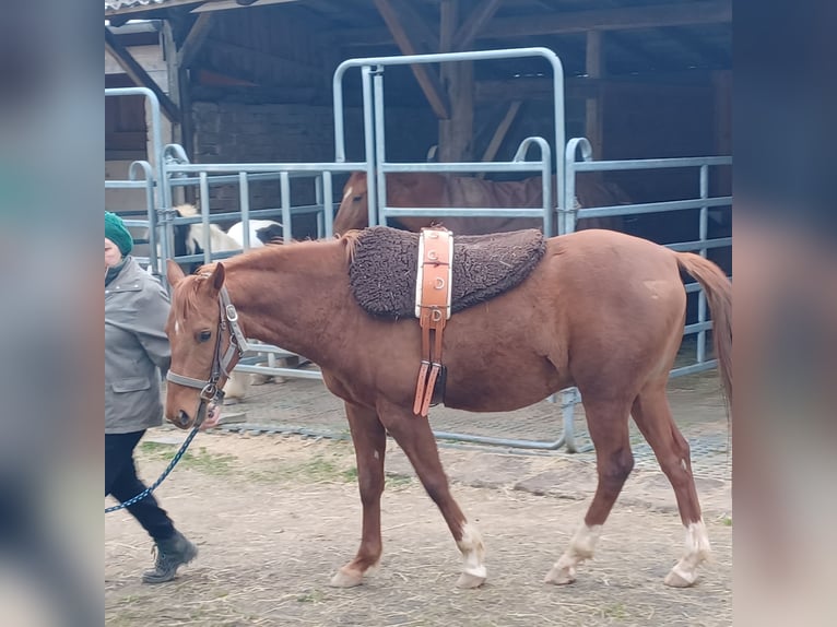 Karabaghhäst Valack 4 år fux in Buchholz (Westerwald)Asbach