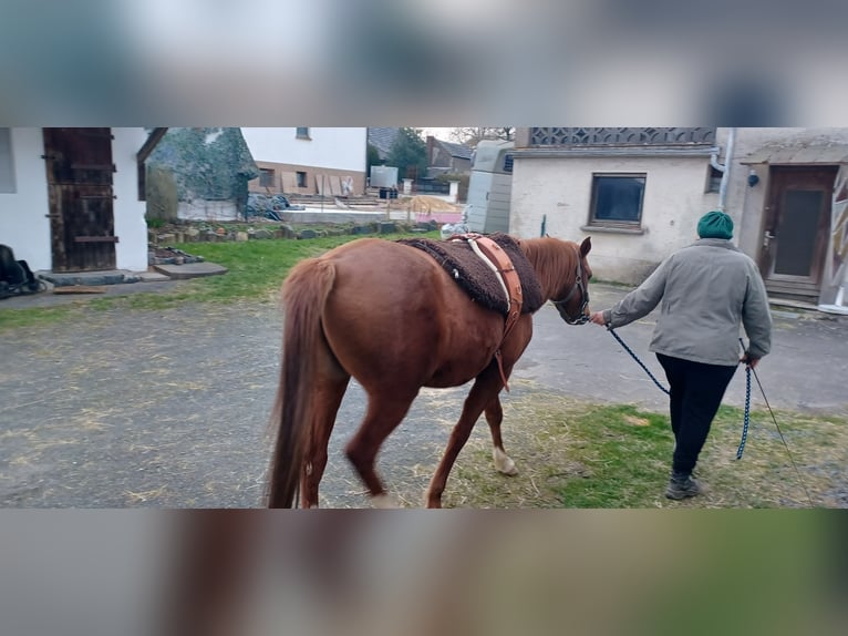 Karabaj Caballo castrado 4 años Alazán in Buchholz (Westerwald)Asbach