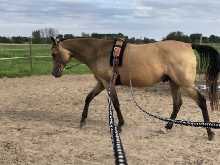 Karabaj Mestizo Caballo castrado 6 años 150 cm Buckskin/Bayo in Altlandsberg